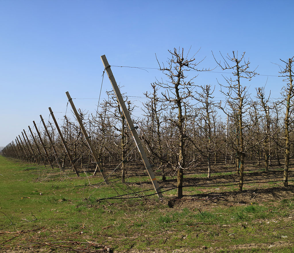 Vole Pest Control Orchards