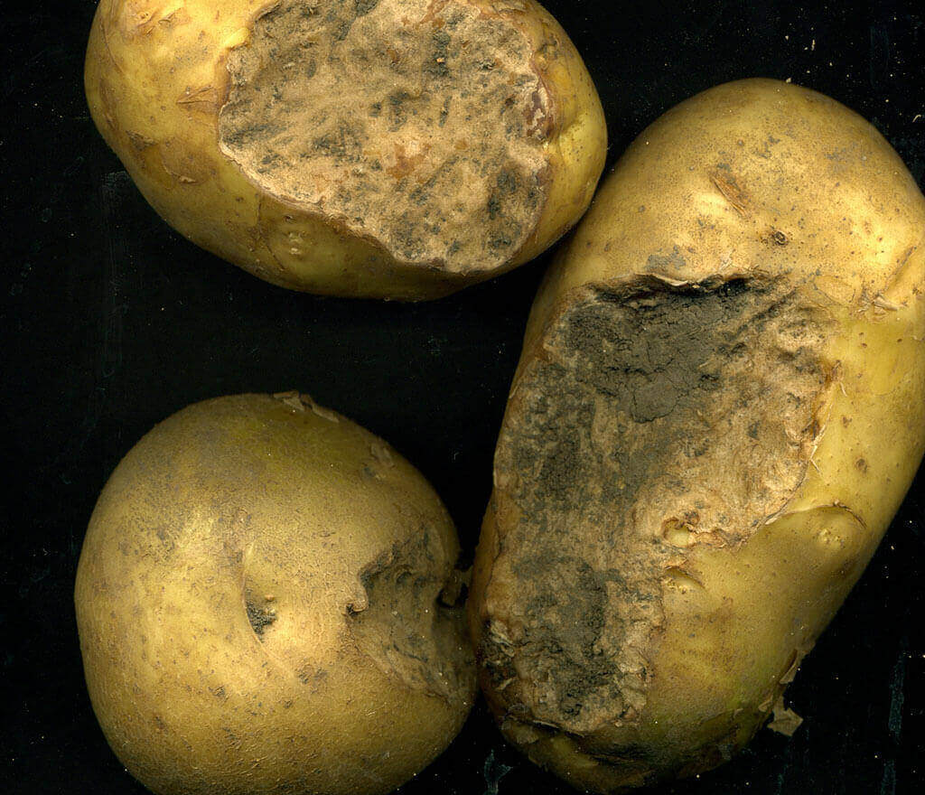 Potato Damage