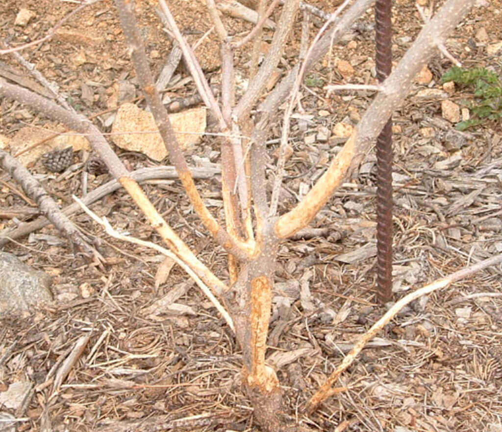 Damage to Lilac